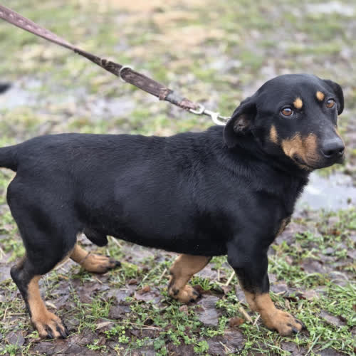 Psy ze schroniska do adopcji Kangur jamnik mix