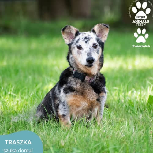 Psy ze schroniska do adopcji ŻABA I TRASZKA