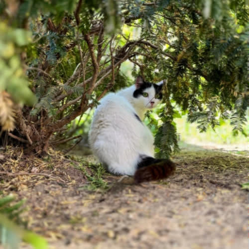 Koty ze schroniska do adopcji Frotka