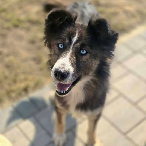 Psy ze schroniska do adopcji Blue 