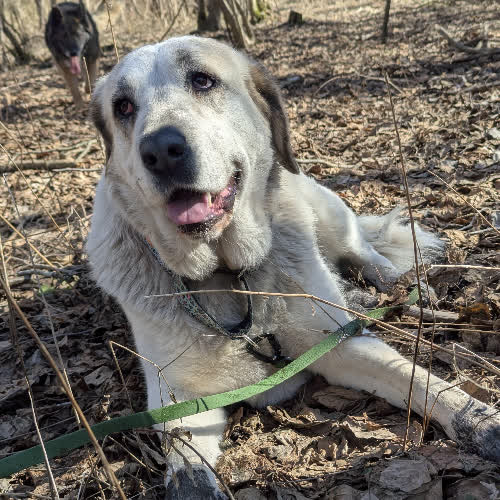 Psy ze schroniska do adopcji Musaka