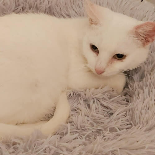 Koty ze schroniska do adopcji Aurora