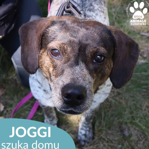 Psy ze schroniska do adopcji Joggi