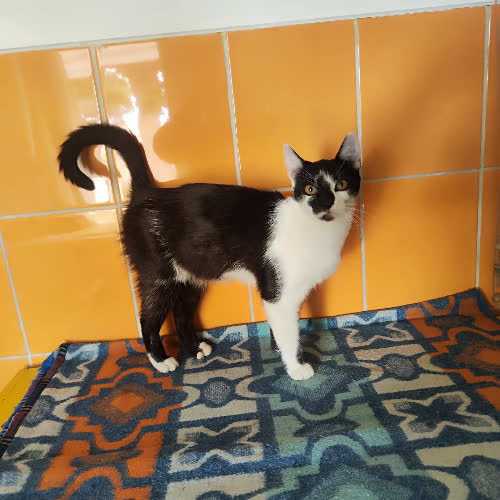 Koty ze schroniska do adopcji Judyta
