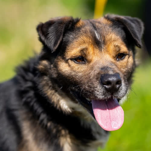 Psy ze schroniska do adopcji Skot