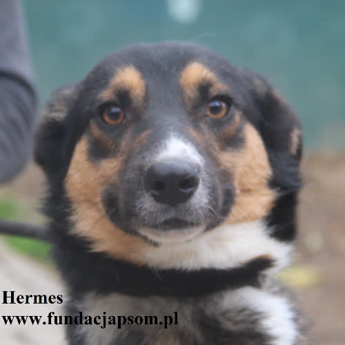 Psy ze schroniska do adopcji Hermes