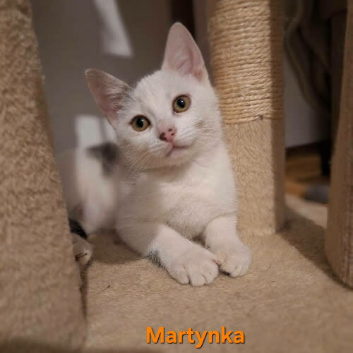 Martynka
