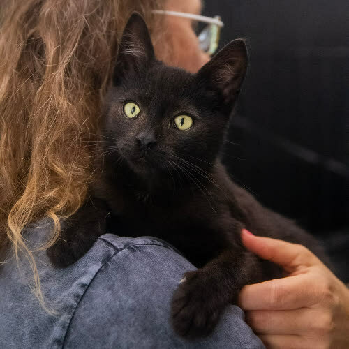 Koty ze schroniska do adopcji Zorro