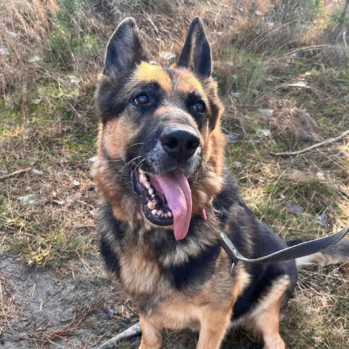 Psy ze schroniska do adopcji Wilson 