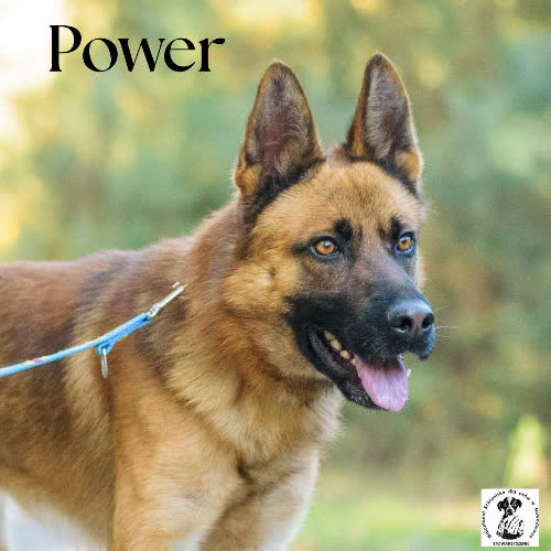 Psy ze schroniska do adopcji Power