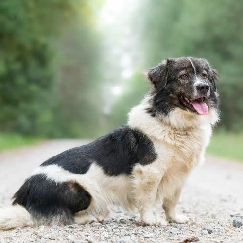 Psy ze schroniska do adopcji Łagodny FLAMINIO 