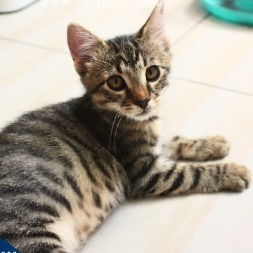 Koty ze schroniska do adopcji Wrzosik