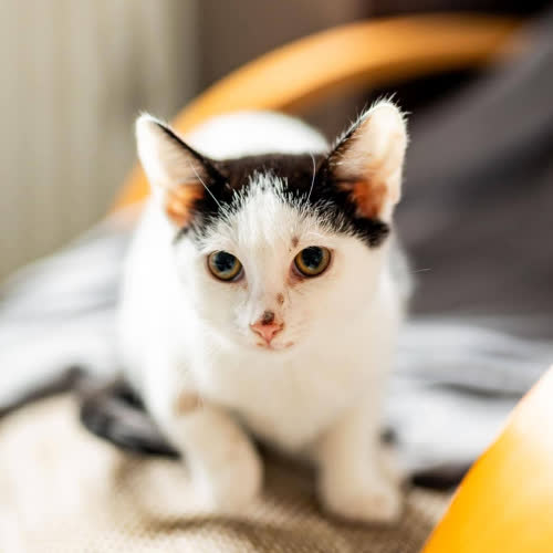 Bibi