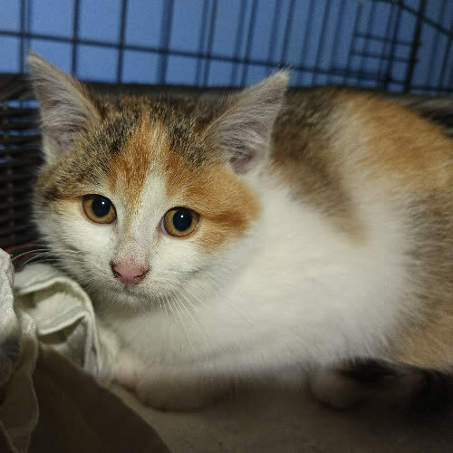 Koty ze schroniska do adopcji Gałązka 