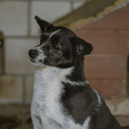 Psy ze schroniska do adopcji Tolek 