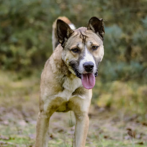 Psy ze schroniska do adopcji Kazik Skubi