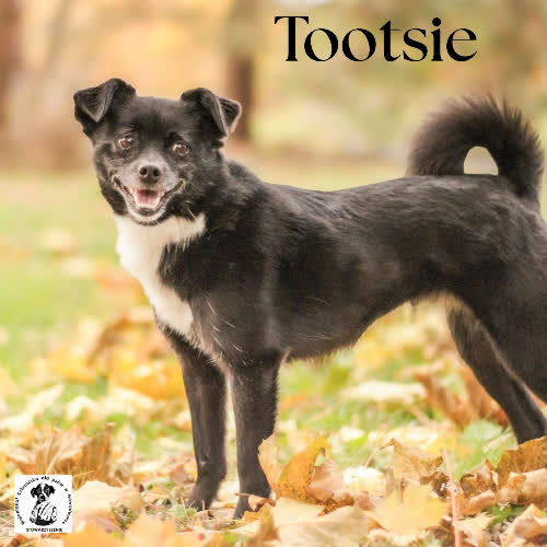 Psy ze schroniska do adopcji Tootsie