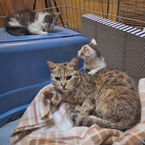 Koty ze schroniska do adopcji Luna