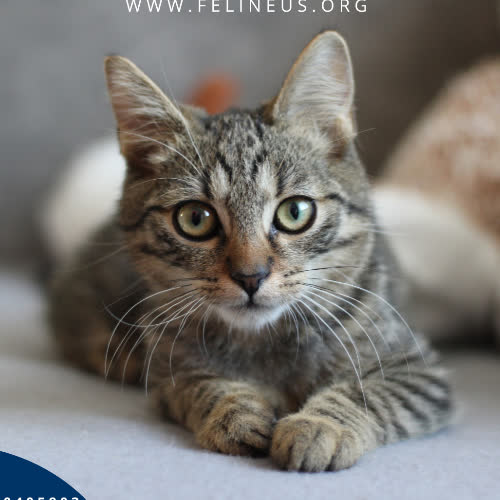 Koty ze schroniska do adopcji Tiger