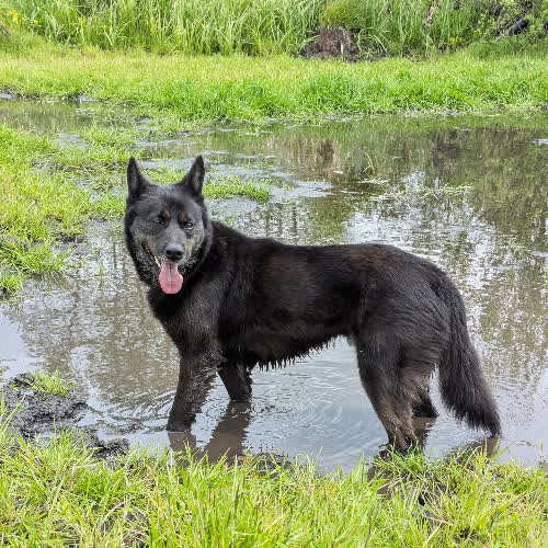 Psy ze schroniska do adopcji Alf