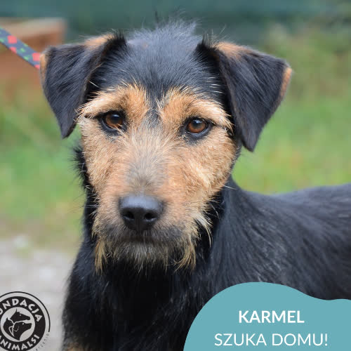 Psy ze schroniska do adopcji KARMEL