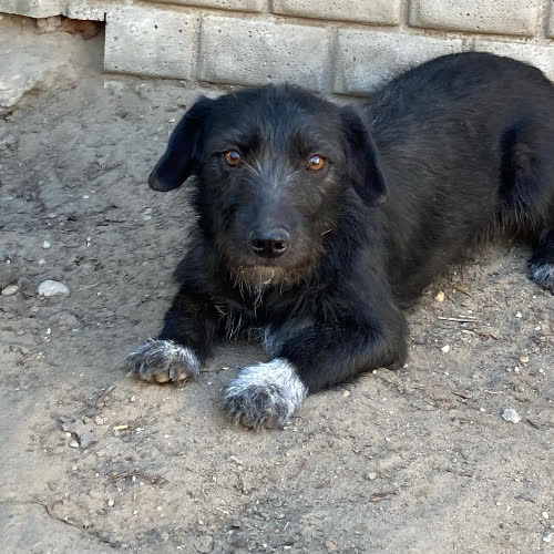 Psy ze schroniska do adopcji Nastia 