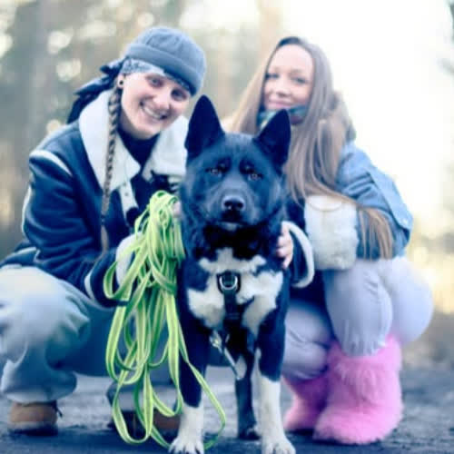 Psy ze schroniska do adopcji Zibi