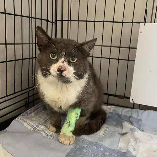 Koty ze schroniska do adopcji A94