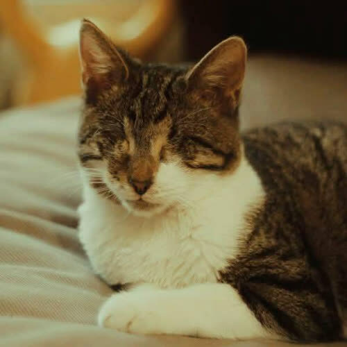 Koty ze schroniska do adopcji Leoś