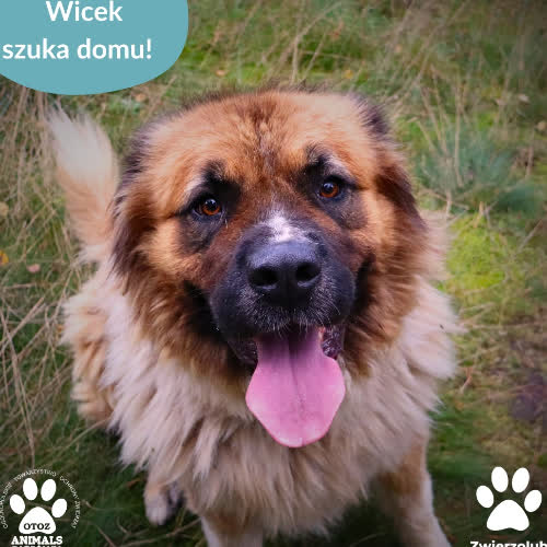 Psy ze schroniska do adopcji Wicek