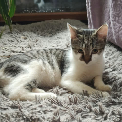 Koty ze schroniska do adopcji KORA