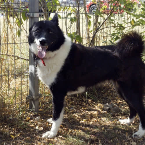 Psy ze schroniska do adopcji Nora