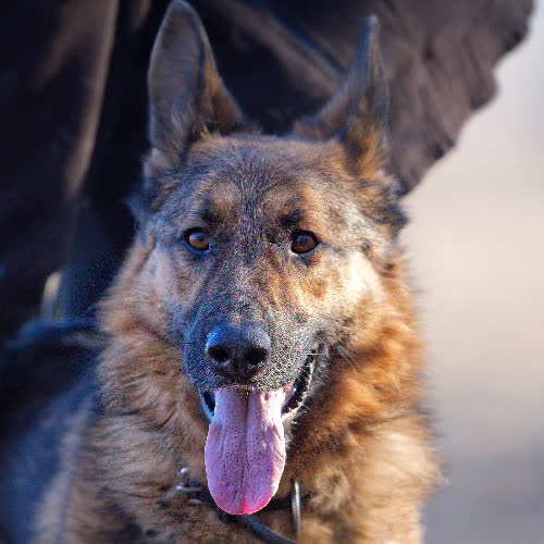 Psy ze schroniska do adopcji Blaze