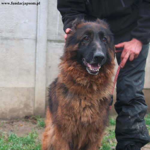 Psy ze schroniska do adopcji Herkules