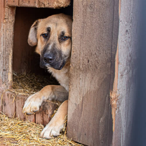 Psy ze schroniska do adopcji Burbon