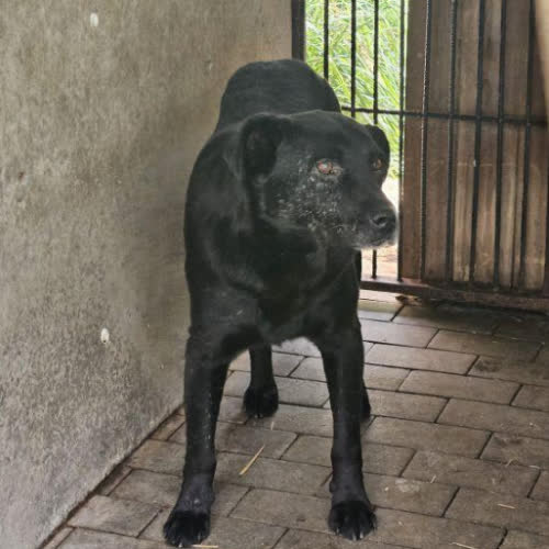 Psy ze schroniska do adopcji Karlo