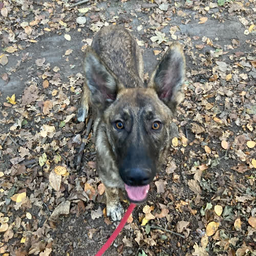 Owczarek Holenderski mix szczeniak 