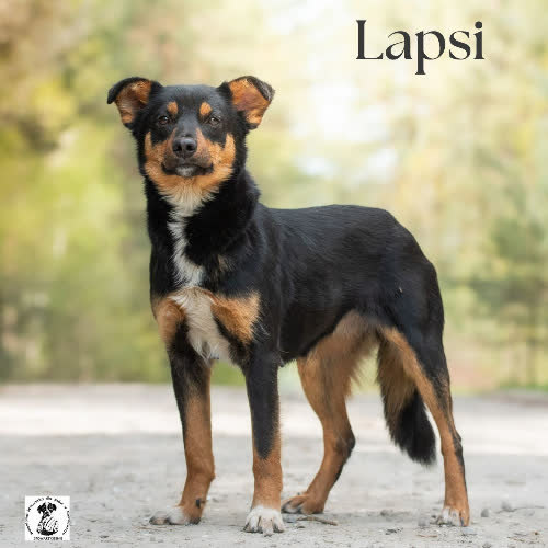 Otwarta LAPSI 