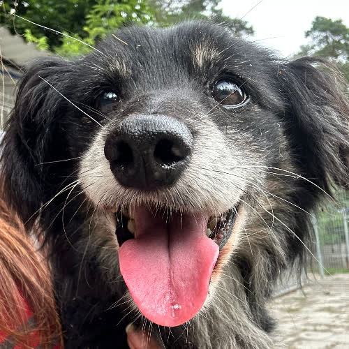 Psy ze schroniska do adopcji Jadzia 