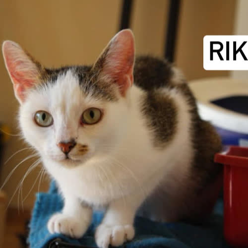 Koty ze schroniska do adopcji Riki