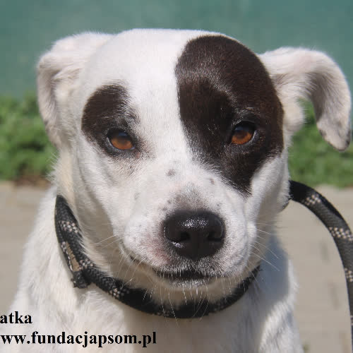 Psy ze schroniska do adopcji Łatka