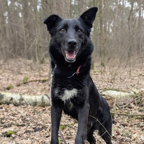 Psy ze schroniska do adopcji Maurycy