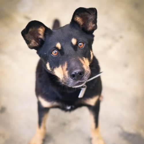 Psy ze schroniska do adopcji Rico