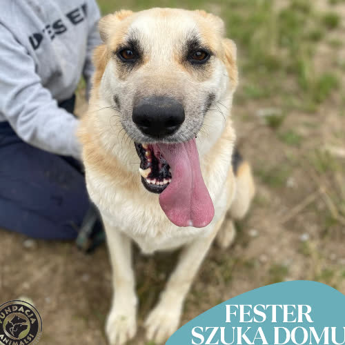 Psy ze schroniska do adopcji FESTER