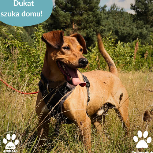 Psy ze schroniska do adopcji Dukat