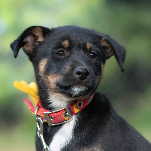 Psy ze schroniska do adopcji Szczeniorka RABEL
