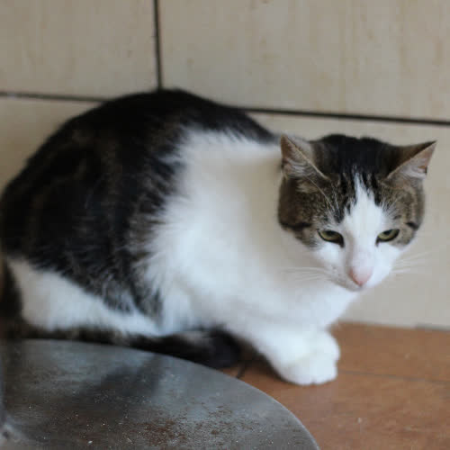 Kitka