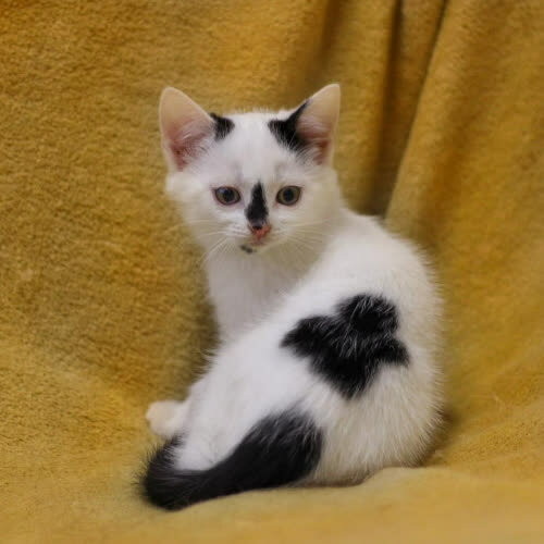 Szpulka, Nitka, Guzik, Pętelka