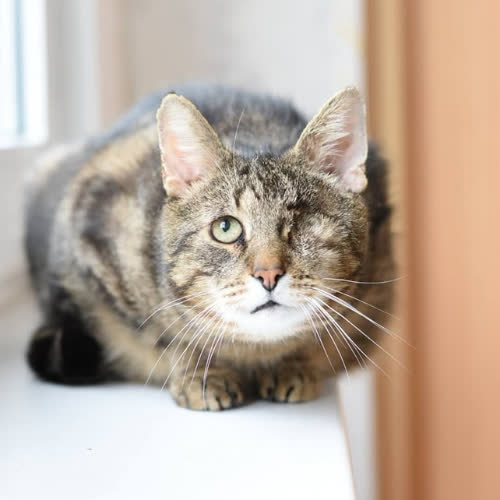 Koty ze schroniska do adopcji Sardyn