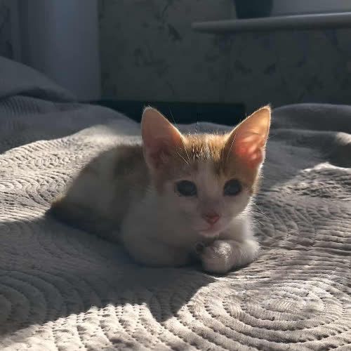 Koty ze schroniska do adopcji Kubuś 
